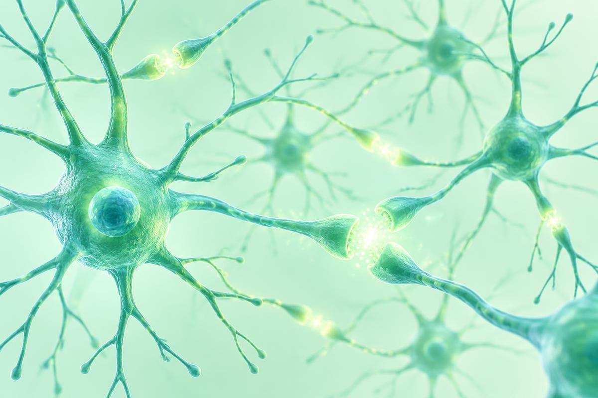 Illustration of brain neurons forming new synaptic connections, representing how BDNF supports brain plasticity